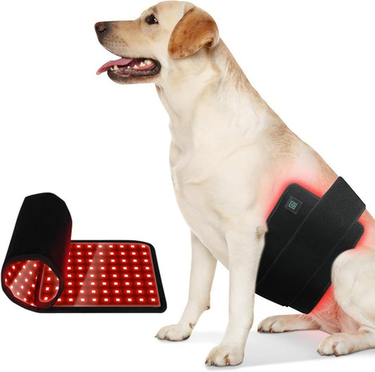 Ceinture Lumière Rouge Pour Animaux